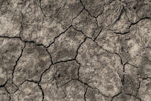 Canicule