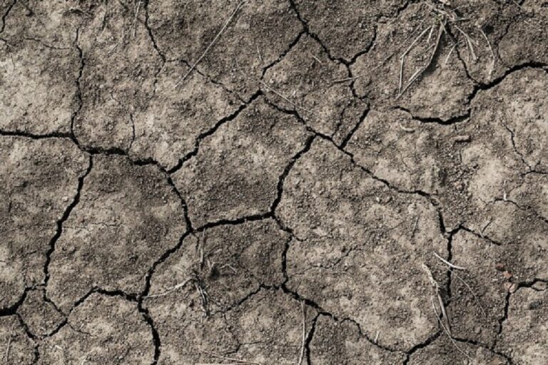 Canicule