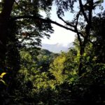 forêts d'Afrique Centrale