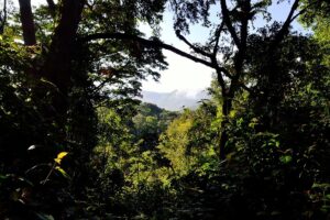 forêts d'Afrique Centrale