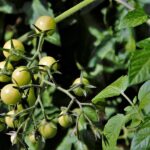 Tomate