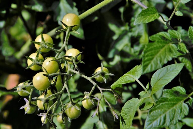 Tomate