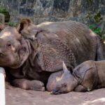 Vingt-quatre rhinocéros tués ces deux dernières semaines