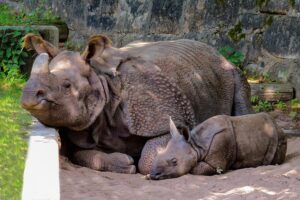 Vingt-quatre rhinocéros tués ces deux dernières semaines