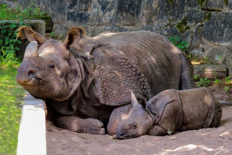 Vingt-quatre rhinocéros tués ces deux dernières semaines
