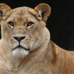 Des lionnes stérilisées