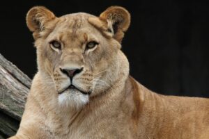 Des lionnes stérilisées