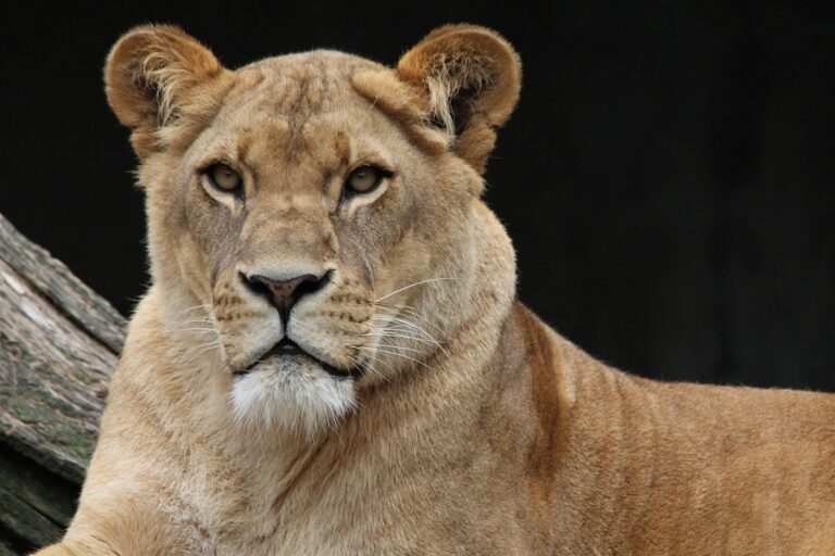 Des lionnes stérilisées