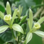 orchidée vanille