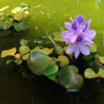 La jacinthe