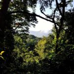 La forêt africaine
