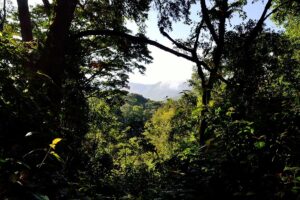 La forêt africaine