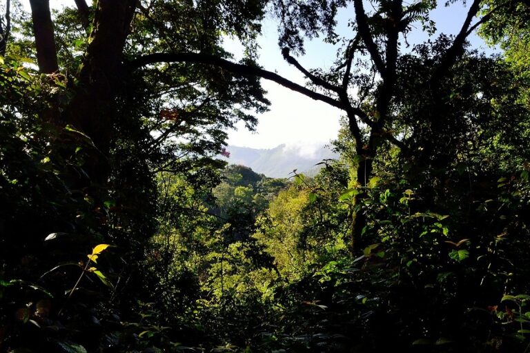 La forêt africaine