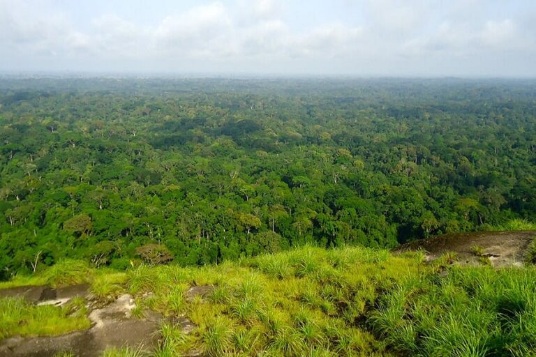 le Parc national de Taï