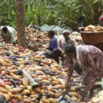 du cacao
