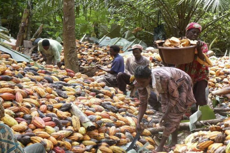 du cacao