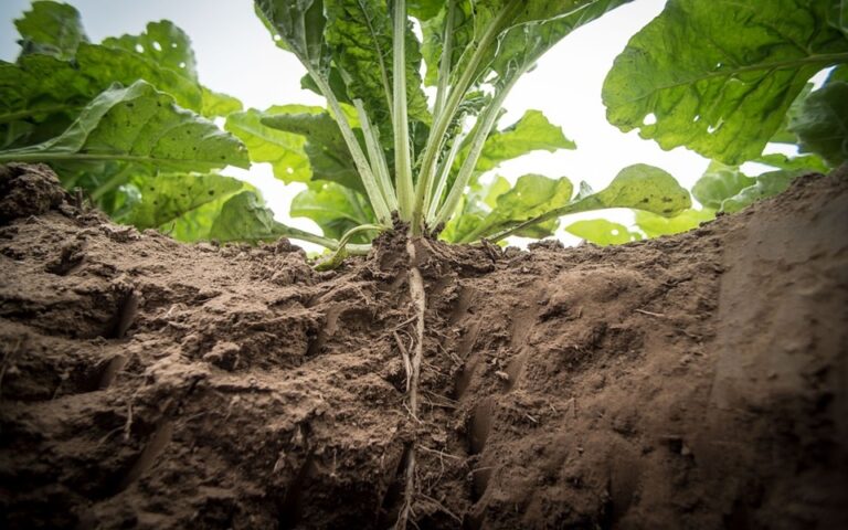 Restauration des terres - Pixabay