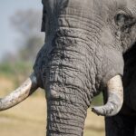 elephant - Pixabay