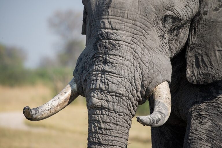 elephant - Pixabay