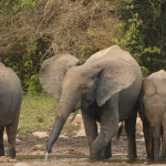 Quatre éléphants de forêt en Afrique