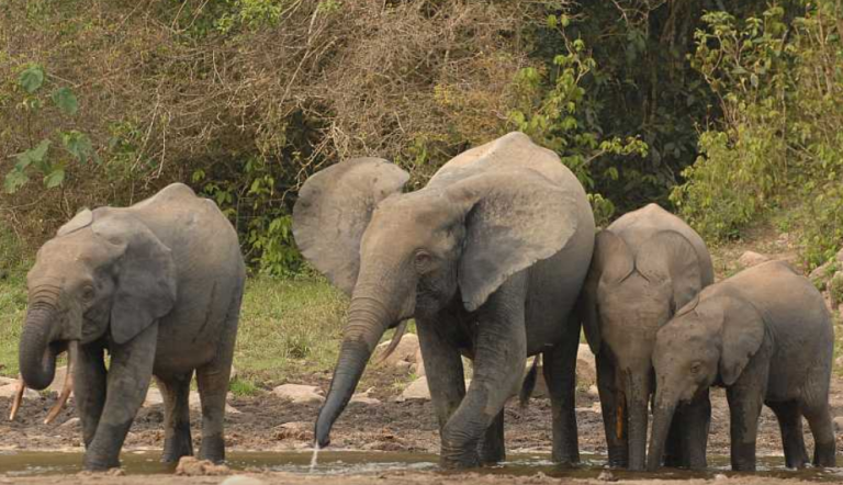 Quatre éléphants de forêt en Afrique