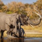 African elephant in the nature habitat