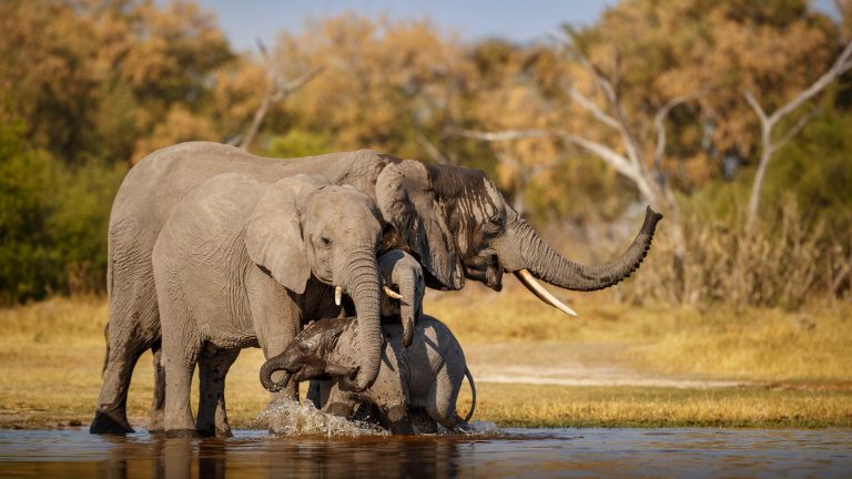African elephant in the nature habitat
