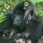Fait exceptionnel ! Le parc national de Virunga en RDC enregistre la naissance de jumeaux gorilles ©Fondation Virunga