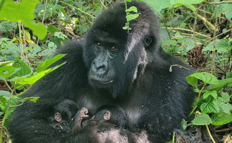 Fait exceptionnel ! Le parc national de Virunga en RDC enregistre la naissance de jumeaux gorilles ©Fondation Virunga