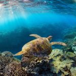 La préservation des océans est essentielle à l’équilibre de la planète