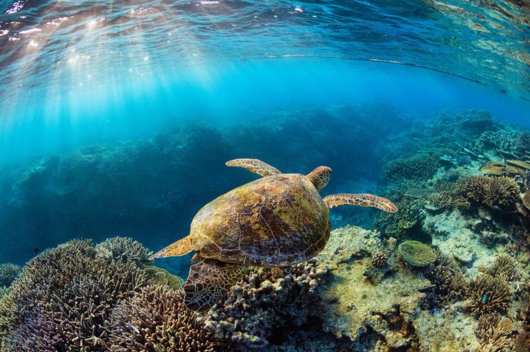 La préservation des océans est essentielle à l’équilibre de la planète