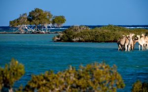 Biodiversité en Egypte