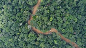 Forêts au Gabon