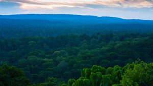 foret-bassin-congo