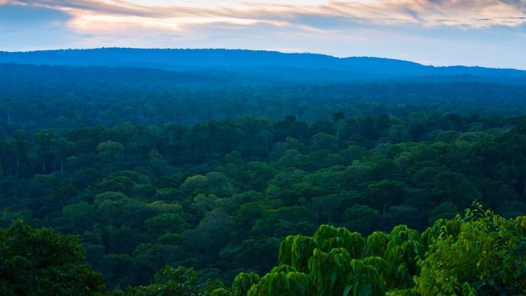 foret-bassin-congo