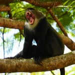 Un singe bleu bâillant, perché sur un arbre à Arusha, en Tanzanie, dévoilant son habitat naturel