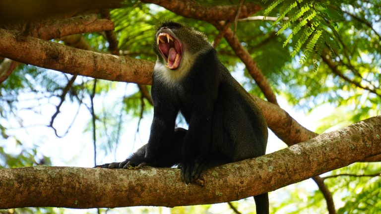 Un singe bleu bâillant, perché sur un arbre à Arusha, en Tanzanie, dévoilant son habitat naturel
