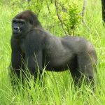 Un Gorille qui marche dans la réserve de biosphère de Takamanda-Cross River Gorilla au Cameroun