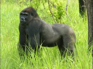 Un Gorille qui marche dans la réserve de biosphère de Takamanda-Cross River Gorilla au Cameroun