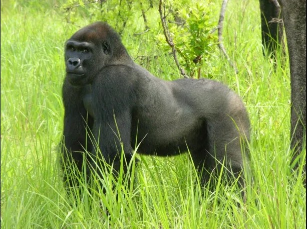 Un Gorille qui marche dans la réserve de biosphère de Takamanda-Cross River Gorilla au Cameroun