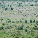 Restauration terres dégradées Afrique