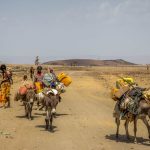 Des éleveurs, durement touchés par la sécheresse due au phénomène climatique El Niño, ont été contraints de quitter le centre de l'Éthiopie, à la recherche de zones ayant plus de pâturages et d'eau.