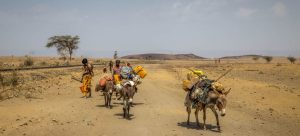 Des éleveurs, durement touchés par la sécheresse due au phénomène climatique El Niño, ont été contraints de quitter le centre de l'Éthiopie, à la recherche de zones ayant plus de pâturages et d'eau.
