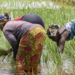 Des femmes dans un champ de riz au Sénégal