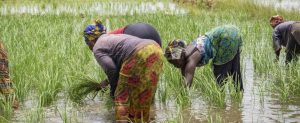 Des femmes dans un champ de riz au Sénégal