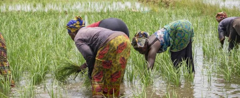 Des femmes dans un champ de riz au Sénégal