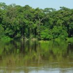 Forêt du bassin du Congo sur la rivière Sangha, Cameroun