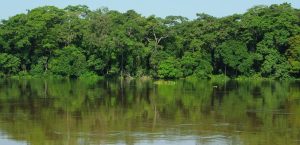 Forêt du bassin du Congo sur la rivière Sangha, Cameroun