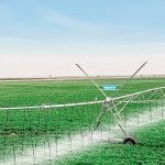 Un système d'irrigation dans une plantation de Swami Agri au Sénégal