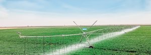 Un système d'irrigation dans une plantation de Swami Agri au Sénégal